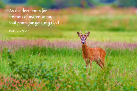 A Deer Close Up (Psalm 42:1)