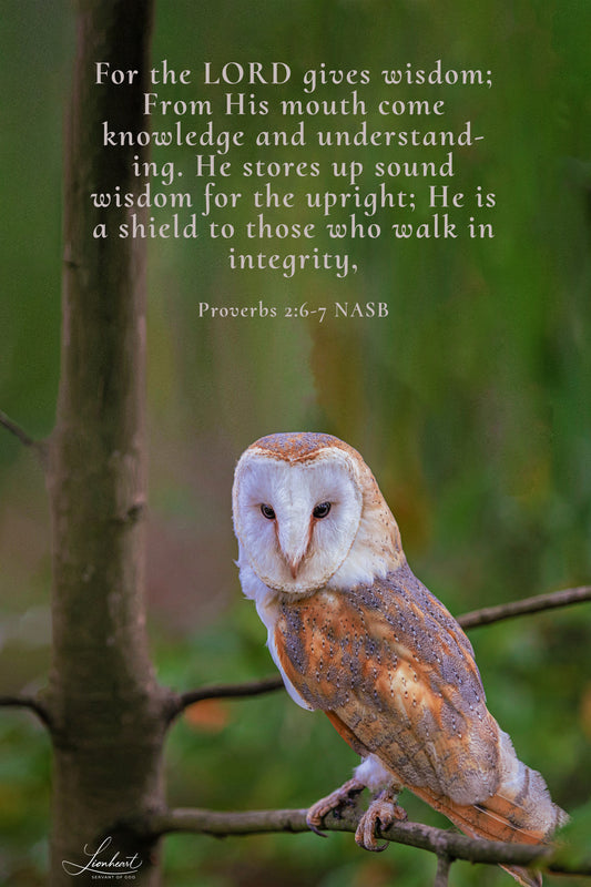 Barn Owl (Proverbs 2:6-7)