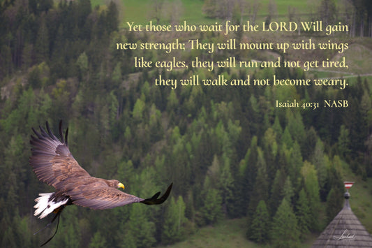 Brown Eagle (Isaiah 40:31)