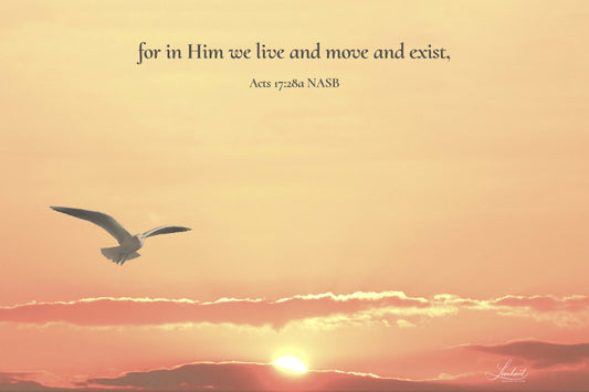 Dove (Acts 17:28a)