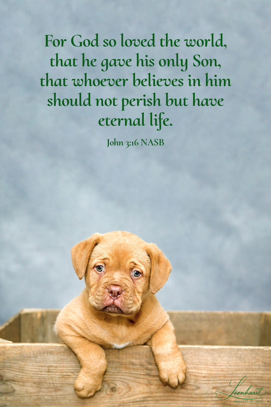 Golden Puppy (John 3:16)