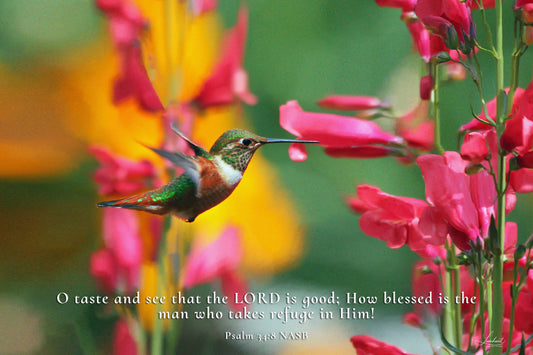 Hummingbird (Psalm 34:8)