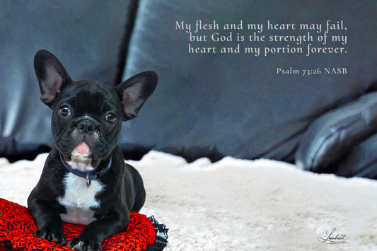 Little Black Bulldog (Psalm 73:26)