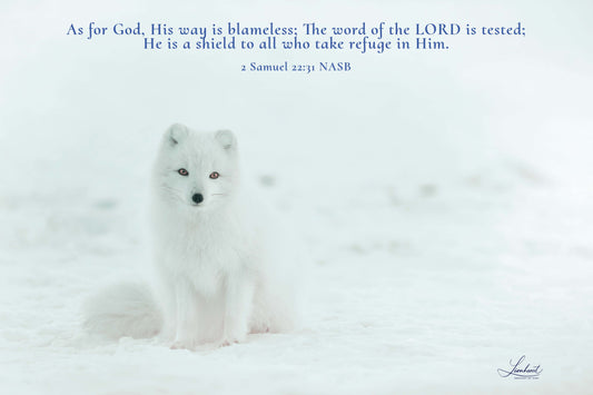 White Fox (2 Samuel 22:31)